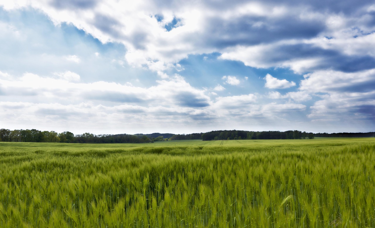 中国农业农村部最新农情调度显示,截至11月10日,全国冬小麦播种进度已接近七成,而冬油菜播种则已完成逾九成。这些数据为本年度中国主要冬季作物的播种工作提供了阶段性概览。
全国冬小麦播种接近七成
根据农业农村部发布的农情调度信息,截至2023年11月10日,中国全国范围内的冬小麦播种工作已完成近七成。这一进展标志着本国在确保粮食安全方面迈出了关键一步,冬小麦作为中国北方地区重要的口粮作物,其播种情况直接关系到来年夏粮的收成。
具体到各主要冬小麦产区,播种进度呈现出一定差异。其中,山西省的播种进度领先,已接近八成。山东省和安徽省的冬小麦播种进度也表现强劲,均已完成七成半或逾七成。陕西省的播种进度同样超过七成。河南省作为中国重要的粮食主产区,其冬小麦播种进度为五成半。江苏省的播种进度相对较慢,为四成半。
冬小麦的适时播种对于其后续生长至关重要。通常而言,在北方大部分地区,冬小麦的播种期集中在9月下旬至10月下旬。在播种完成后,小麦幼苗需要经历越冬期,并在次年春季返青生长。因此,在11月上旬达到近七成的播种进度,意味着大部分地区已按计划完成了播种任务。
全国冬油菜播种逾九成
与冬小麦相比,全国冬油菜的播种进度更为迅速。农业农村部的农情调度显示,截至11月10日,全国冬油菜的播种工作已完成逾九成。油菜是中国重要的油料作物,其产量对国内食用油供应具有重要影响。
冬油菜主要种植于长江流域及以南地区,通常在秋季播种,次年春末夏初收获。逾九成的播种进度表明,大部分冬油菜产区已基本完成播种任务,为作物顺利越冬和来年春季生长奠定了基础。
当前播种进度对粮食安全的影响
冬小麦和冬油菜的播种进度是评估中国来年农业生产前景的关键指标。作为全球最大的粮食生产国和消费国,中国高度重视粮食安全。农业农村部定期发布农情调度,旨在及时掌握全国农业生产动态,为政策制定和市场预期提供依据。
目前公布的播种进度数据,反映了本国农业部门和广大农民在确保粮食和油料供应方面的努力。然而,值得注意的是,当前数据主要集中于播种进度百分比,并未提供与往年同期数据的对比,因此无法直接判断今年的播种是快于、持平还是慢于往年。此外,报告也未详细说明影响播种进度的具体因素,例如近期天气条件、劳动力供应或相关农业政策的支持力度。这些因素在农业生产中扮演着重要角色,可能对最终的作物生长和产量产生影响。
尽管如此,冬小麦近七成和冬油菜逾九成的播种进度,总体上显示出中国冬季作物播种工作进展顺利。后续,这些作物将进入越冬管理阶段,其生长状况将继续受到农业部门的密切关注。未来的天气变化、病虫害防治以及春季田间管理等因素,都将对最终的产量形成产生深远影响。
参考来源
02版 - 全国冬小麦播种近七成 — 人民日报(2025-11-12):查看原文