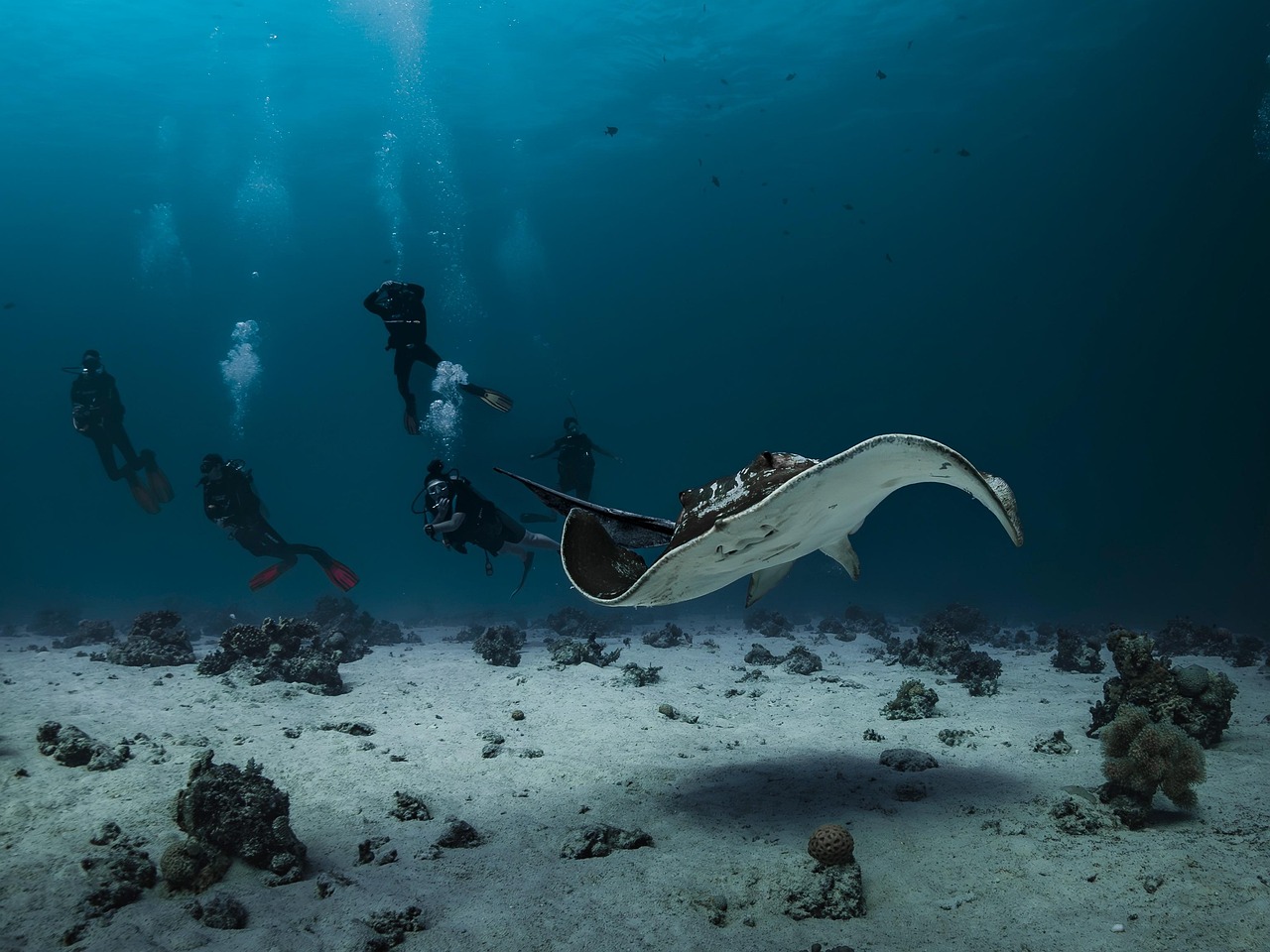 最新研究揭示深海采矿对海底生态系统造成显著破坏，采矿轨迹内动物数量锐减近四成，物种多样性也大幅下降。这项由多国科学家合作完成的调查，进一步加剧了围绕深海采矿在国际水域合法性和环境影响的全球性争议。

深海，这片地球上最广阔、最神秘的生态系统，正因其蕴藏的“绿色技术”关键矿物而面临前所未有的开发压力。然而，一项最新发表的研究为这场矿产争夺战敲响了警钟。来自伦敦自然历史博物馆、英国国家海洋学中心和哥德堡大学的科学家团队，通过对太平洋克拉里昂-克利珀顿区（Clarion-Clipperton Zone，简称CCZ）海底采矿测试区域的长期监测，发现深海采矿作业对脆弱的深海生态系统造成了显著且即时的损害。

该研究的主要作者、博士生伊娃·斯图尔特（Eva Stewart）指出，在采矿车辆经过的轨迹中，海底动物的数量减少了37%，而物种多样性则下降了32%。这一发现不仅揭示了深海采矿的直接破坏性，也为国际社会在是否允许深海采矿问题上提供了新的科学依据。

深海采矿测试造成生物多样性锐减

这项研究是迄今为止同类调查中规模最大的一次，旨在全面评估深海采矿对环境的潜在影响。科学家团队将采矿测试前两年和采矿后两个月的数据进行了对比分析，重点关注了生活在海底沉积物中的微小动物，包括蠕虫、海蜘蛛、蜗牛和蛤蜊等，它们的大小介于0.3毫米至2厘米之间。

研究地点位于太平洋中部偏远的克拉里昂-克利珀顿区，这是一个广阔的深海平原，以其丰富的多金属结核矿藏而闻名。这些结核富含镍、铜、钴和锰等关键矿物，被认为是电动汽车电池、风力涡轮机等绿色技术发展不可或缺的原材料。

科学家们在长达80公里（约50英里）的采矿机器轨迹中，对这些微小动物的生物多样性进行了细致的比较。结果显示，在采矿车辆经过的区域，动物数量和物种多样性均出现显著下降。斯图尔特博士解释说：“采矿机器移除了大约5厘米（约2英寸）厚的沉积物，而大部分动物都生活在这一层。因此，如果移除了沉积物，也就移除了其中的动物。”这种物理性的破坏是导致生物数量锐减的主要原因。

除了直接的物理移除，采矿作业产生的污染也对深海生物构成了威胁。英国国家海洋学中心的瓜达卢佩·布里比斯卡-孔特雷拉斯（Dr. Guadalupe Bribiesca-Contreras）博士指出：“即使它们没有被机器直接杀死，采矿作业产生的污染也可能缓慢地杀死一些抵抗力较弱的物种。”采矿过程会搅动海底沉积物，形成悬浮的泥沙云，这些泥沙云可能扩散到更广阔的区域，堵塞滤食性动物的呼吸和进食器官，或改变底栖环境的化学性质。

沉积物羽流影响复杂，新物种面临未知风险

值得注意的是，研究团队在采矿车辆轨迹附近、沉积物云沉降的区域，观察到了与直接采矿区域不同的影响。自然历史博物馆的研究科学家阿德里安·格洛弗（Dr. Adrian Glover）博士表示：“我们原本预期沉积物云的影响可能更大，但实际上并未看到动物数量的显著减少，只是优势物种发生了变化。”这意味着，虽然沉积物云并未导致动物数量的整体下降，但它可能改变了当地的生态结构，一些物种可能因此受益或受损，从而影响了群落的平衡。

这项研究的另一个惊人发现是，在克拉里昂-克利珀顿区的海底，研究人员共发现了超过4000种动物，其中90%是科学界此前从未记录过的新物种。这一发现凸显了深海生态系统惊人的生物多样性和其作为地球生物基因库的巨大价值。然而，这也意味着，在人类对深海生物多样性了解甚少的情况下，任何大规模的采矿活动都可能在我们尚未完全认识这些物种之前，就导致它们的灭绝，从而造成不可逆转的损失。

格洛弗博士强调：“我们对深海的了解仍然非常有限。每当我们进行一次深海考察，都会发现大量的新物种。这意味着我们正在探索一个充满未知生命的世界，而这些生命可能对地球生态系统的健康至关重要。”

研究的独立性与行业参与

这项具有里程碑意义的研究是在深海采矿公司The Metals Company的要求下进行的。该公司是全球深海采矿领域的领军企业之一，持有克拉里昂-克利珀顿区的大面积勘探合同。尽管研究由采矿公司资助，但参与研究的科学家们坚称其工作是完全独立的。他们表示，The Metals Company可以在研究结果发表前进行审阅，但无权修改研究内容或结论，以确保科学的客观性和公正性。

这种由潜在采矿方资助环境影响研究的模式，在国际上引发了一些关于研究独立性和利益冲突的讨论。然而，科学家们认为，与行业合作是获取深海采矿真实影响数据的重要途径，只要研究过程和结果的透明度得到充分保障，这种合作模式仍具有其价值。

国际水域深海采矿的争议与监管困境

深海采矿在国际水域的开发目前仍是一个极具争议的话题，并且在对其环境影响有更深入了解之前，国际社会普遍不予许可。国际海底管理局（International Seabed Authority, ISA），一个根据《联合国海洋法公约》成立的自治国际组织，负责管理国际海底区域及其资源的勘探和开发。ISA目前正在制定一套全面的采矿法规，以规范未来的深海采矿活动。

然而，围绕这些法规的谈判进展缓慢，成员国之间在环境保护标准、采矿收益分配以及决策透明度等问题上存在巨大分歧。一些国家和环保组织呼吁采取“预防性原则”，即在充分了解深海生态系统及其对采矿活动的恢复能力之前，暂停或禁止深海采矿。他们担心，一旦深海生态系统遭到破坏，其恢复可能需要数百年甚至数千年，甚至可能永远无法恢复。

这项最新研究无疑为那些主张暂停或严格限制深海采矿的声音提供了更有力的科学支持。它清晰地表明，即使是测试性的采矿活动，也可能对深海生物造成显著的、长期的负面影响。考虑到深海中大量未被发现的物种，以及深海生态系统在碳循环、营养物质循环等全球生态系统服务中的关键作用，任何仓促的开发都可能带来无法预估的后果。

深海采矿的长期影响与未来展望

目前的研究主要关注了采矿活动后两个月的短期影响。然而，深海生态系统的恢复速度极慢，其长期影响和恢复能力仍是未知数。科学家们普遍认为，深海环境的特点是低温、高压、食物稀缺和生物代谢缓慢，这意味着一旦遭到破坏，其恢复过程将异常漫长且充满不确定性。

未来的研究需要更长时间尺度的监测，以评估深海生物群落对采矿干扰的长期响应，以及沉积物羽流对更广阔区域的影响。此外，对深海生态系统服务功能（如碳储存）的量化评估，也将有助于更全面地理解深海采矿的潜在风险。

随着全球对“绿色技术”关键矿物需求的不断增长，深海采矿的诱惑力依然存在。然而，这项最新研究再次提醒我们，在追求经济利益的同时，必须充分考虑对地球最原始、最脆弱生态系统的潜在破坏。国际社会需要在科学证据的基础上，以审慎和负责任的态度，共同决定深海的未来。

对于本国而言，作为全球最大的发展中国家和重要的海洋大国，中国在深海科学研究和资源勘探方面也投入了大量资源。这项国际研究的成果，无疑将为中国在参与国际海底管理局的规则制定、以及自身深海资源开发政策的制定提供重要的科学参考。如何在保障国家发展需求与维护全球海洋生态平衡之间找到最佳平衡点，将是摆在中国乃至全球面前的一项重大挑战。


参考来源

Deep-sea mining tests impact over a third of seabed animals, scientists say — BBC News（2025-12-05）：查看原文